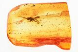 Detailed Fossil Male Ichneumon Wasp (Ichneumonidae) In Baltic Amber #357724-1